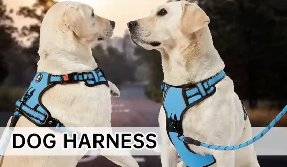 Types of Dog Harnesses: Which Is Best for Your Pup?